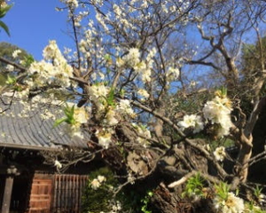 四月中旬に咲く、杏（あんず）の花